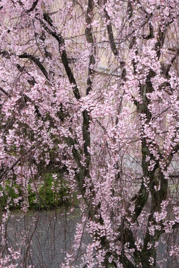 6531-15.4．10八重紅枝垂れ桜　部分　縦.jpg